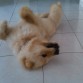 Sigue el Roll Over